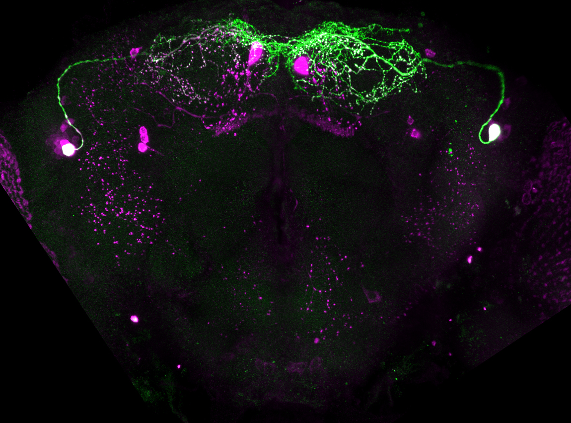 NPFR neurons for thirsty water seeking